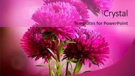  Presentation with design - Audience pleasing presentation theme consisting of aster flowers bouquet art design backdrop and a coral colored foreground