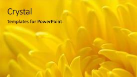  Presentation with artificial neural network structure fragment - Slide set with aster fragment very shallow depth background and a light gray colored foreground