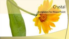  Presentation with calendula - Presentation design enhanced with flavonoids - blossom of calendula isolated background and a blonde colored foreground