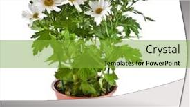  Presentation with wild flower in field of daisies - Amazing PPT theme having simple herbal - bouquet of beautiful chrysanthemum daisies backdrop and a seafoam green colored foreground