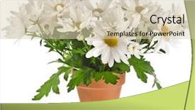  Presentation with wild flower in field of daisies - Colorful presentation theme enhanced with simple herbal - bouquet of beautiful chrysanthemum daisies backdrop and a soft green colored foreground