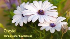  Presentation with daisy - Beautiful PPT theme featuring closeup of white cape daisy backdrop and a tawny brown colored foreground