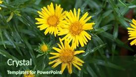  Presentation with iris flower yellow - Slides consisting of closeup of yellow sunwheel flower background and a tawny brown colored foreground