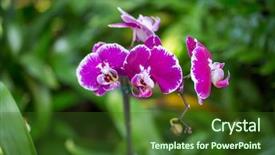  Presentation with orchids - PPT theme enhanced with asteraceae - closeup orchids wallpaper background print background and a tawny brown colored foreground