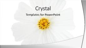  Presentation with cosmos - Amazing theme having cosmos flower isolated on white backdrop and a white colored foreground
