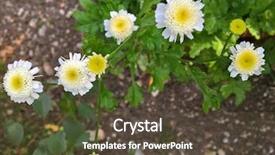  Presentation with summer flowers - Slide set consisting of parthenium - feverfew plant with white yellow background and a tawny brown colored foreground