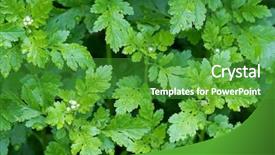  Presentation with green leaves - Beautiful PPT layouts featuring parthenium - feverfew plants with wet green backdrop and a shamrock green colored foreground