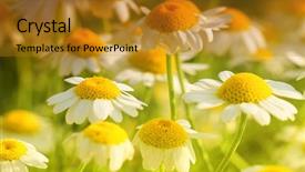 Presentation with meadow - Slides featuring asteraceae - matricaria chamomilla flowers on meadow background and a gold colored foreground