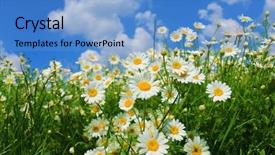  Presentation with meadow - Cool new slide deck with asteraceae - matricaria chamomilla flowers on meadow backdrop and a teal colored foreground