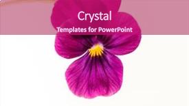  Presentation with dragonfly and flower - Theme enhanced with pancy - nice flower background and a violet colored foreground