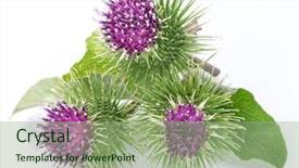  Presentation with heads - Audience pleasing theme consisting of prickly heads of burdock flowers backdrop and a mint green colored foreground