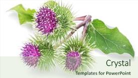  Presentation with heads - Colorful theme enhanced with prickly heads of burdock flowers backdrop and a mint green colored foreground