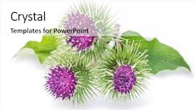  Presentation with heads - PPT theme enhanced with prickly heads of burdock flowers background and a white colored foreground