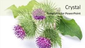  Presentation with heads - PPT layouts enhanced with prickly heads of burdock flowers background and a soft green colored foreground