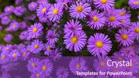  Presentation with purple flowers - Slide deck with purple flowers of italian asters background and a violet colored foreground