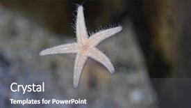  Presentation with starfish - Presentation theme consisting of asteroid - close up of one small background and a gray colored foreground