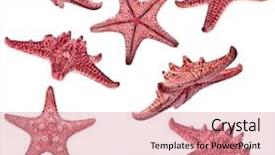  Presentation with red star - Cool new PPT theme with asteroid - collection of red sea star backdrop and a coral colored foreground