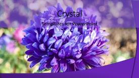  Presentation with bloom - Colorful PPT layouts enhanced with asters bloom in the garden backdrop and a  colored foreground