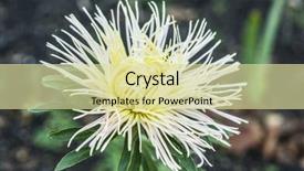  Presentation with bloom - Amazing PPT layouts having asters bloom in the garden backdrop and a  colored foreground