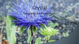  Presentation with algal bloom - Presentation having asters bloom in the garden background and a  colored foreground