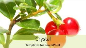  Presentation with diabetes mellitus - PPT theme having astringent disinfectant antiseptic a diuretic background and a yellow colored foreground