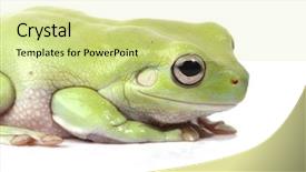  Presentation with green tree - Audience pleasing slides consisting of asuransi - australian green tree frog backdrop and a  colored foreground