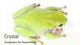  Presentation with white and green - Colorful PPT theme enhanced with asuransi - australian green tree frog backdrop and a  colored foreground