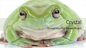  Presentation with green tree - Slides featuring asuransi - australian green tree frog background and a  colored foreground