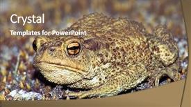  Presentation with frog - Cool new presentation theme with asuransi - big earth frog bufonidae sitting backdrop and a  colored foreground