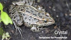  Presentation with western frontier - Colorful PPT layouts enhanced with asuransi - frog bufo true toads backdrop and a dark gray colored foreground