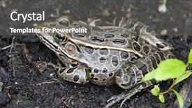  Presentation with frog - Beautiful presentation design featuring asuransi - frog bufo true toads backdrop and a gray colored foreground