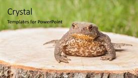  Presentation with frog - Audience pleasing slides consisting of asuransi - frog on the tree stump backdrop and a yellow colored foreground