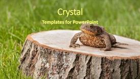  Presentation with green and purple mardi gras - Slides enhanced with asuransi - frog on the tree stump background and a tawny brown colored foreground