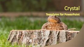  Presentation with green gram - Audience pleasing PPT theme consisting of asuransi - frog on the tree stump backdrop and a tawny brown colored foreground