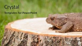  Presentation with green tree - Colorful presentation theme enhanced with asuransi - frog on the tree stump backdrop and a gold colored foreground