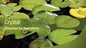  Presentation with water lily - Slide set with asuransi - frog sitting in water lily background and a  colored foreground