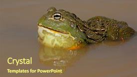  Presentation with africa religion - Presentation theme featuring asuransi - male african giant bullfrog pyxicephalus background and a tawny brown colored foreground