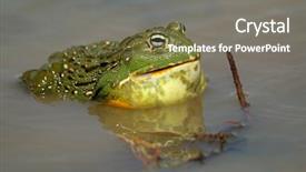  Presentation with safari south africa - Presentation theme consisting of asuransi - male african giant bullfrog pyxicephalus background and a gray colored foreground
