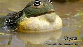  Presentation with africa rivers - Slide deck having asuransi - male african giant bullfrog pyxicephalus background and a coral colored foreground