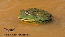  Presentation with south africa - Colorful presentation enhanced with asuransi - male african giant bullfrog pyxicephalus backdrop and a gold colored foreground