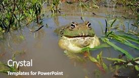  Presentation with africa silhouete - Theme with asuransi - male african giant bullfrog pyxicephalus background and a violet colored foreground