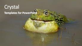  Presentation with south africa - Presentation design consisting of asuransi - male african giant bullfrog pyxicephalus background and a gray colored foreground