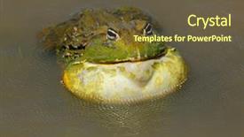 Presentation with south africa - Audience pleasing presentation design consisting of asuransi - male african giant bullfrog pyxicephalus backdrop and a tawny brown colored foreground