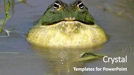  Presentation with africa - Colorful PPT theme enhanced with asuransi - male african giant bullfrog pyxicephalus backdrop and a violet colored foreground