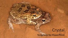  Presentation with south africa - Colorful slide deck enhanced with female food photographer photographing with smartphone fresh fruits and vegetables backdrop and a tawny brown colored foreground