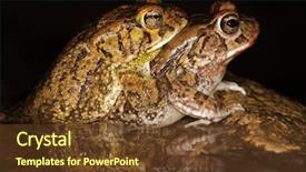  Presentation with safari south africa - Colorful presentation theme enhanced with asuransi - mating red toads amietophrynus gutturalis backdrop and a tawny brown colored foreground