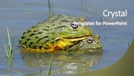  Presentation with south africa - Audience pleasing theme consisting of asuransi - pair of african giant bullfrogs backdrop and a gray colored foreground