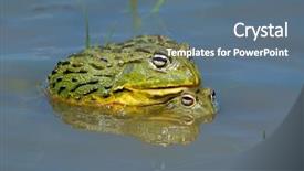  Presentation with south africa - Presentation design featuring asuransi - pair of african giant bullfrogs background and a ocean colored foreground