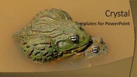  Presentation with old map south africa - PPT theme featuring asuransi - pair of african giant bullfrogs background and a gold colored foreground