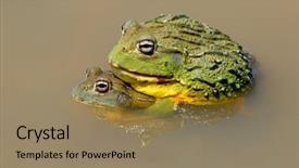  Presentation with war on africa - Amazing slide set having asuransi - pair of african giant bullfrogs backdrop and a coral colored foreground